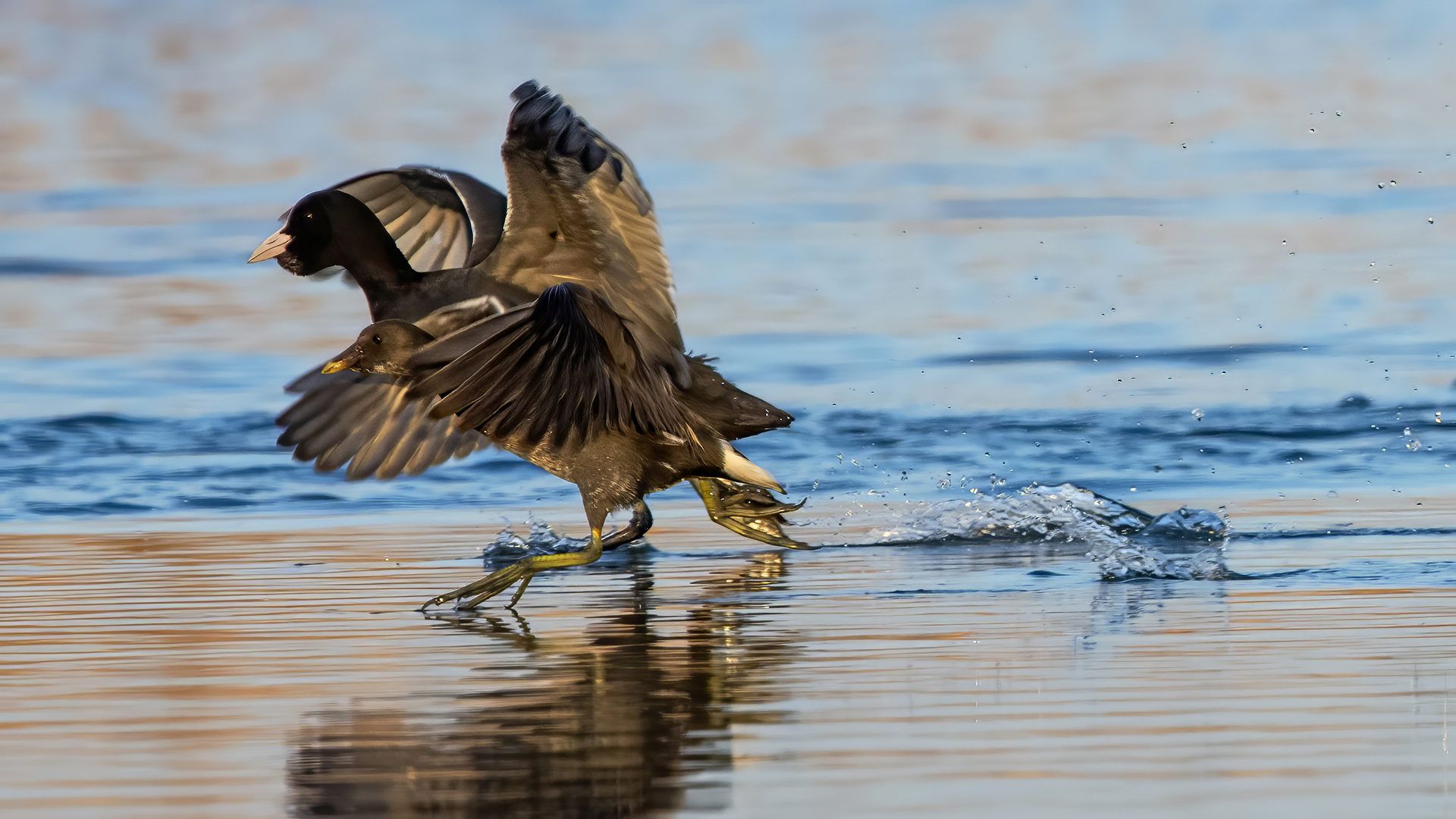 Eurasian Moorhen